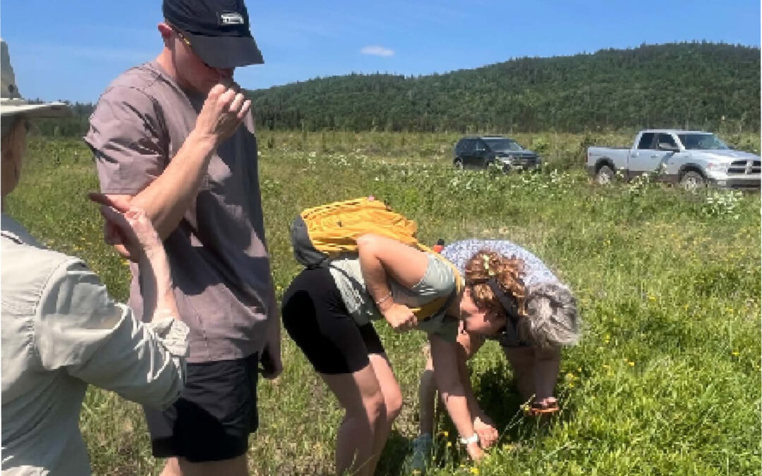 Au-delà des conifères : la surprise olfactive de la forêt boréale.